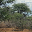 Giraffe in der afrikanischen Savanne
