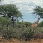 Giraffe in der afrikanischen Savanne
