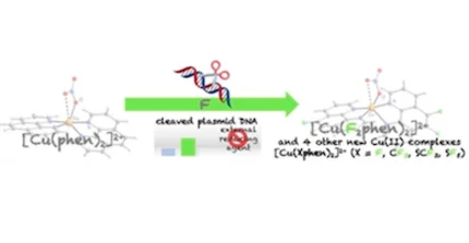 Cu(II)-Komplexe im Vergleich 1,10-Phenanthrolin - 5,6-Difluor-1,10-phenanthrolin: erhöhte oxidative DNA-Spaltaktivität auch ohne Reduktionsmittel