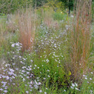 Prairiegarten mit Aster laevis