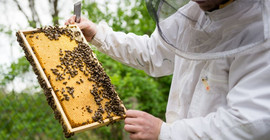 Bees find ample forage in the Petzow orchards at Schwielowsee lake. Picture: Karla Fritze