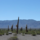 "Der Kakteenwald" - "Parque Nacional los Cardones"