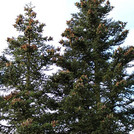 Sizilien-Tanne - Abies nebrodensis