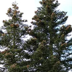 Sizilien-Tanne - Abies nebrodensis