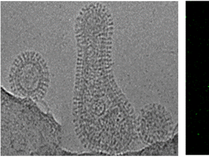 Morphology studies of Influenza A viruses.