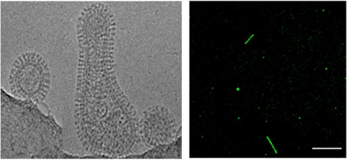 Morphology studies of Influenza A viruses.