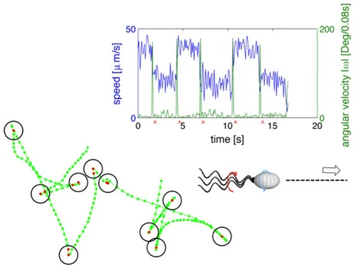 Random walk bacteria
