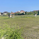 Reisfelder in Sanur.