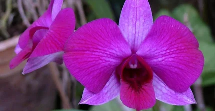 Kings Dendrobium - Dendrobium kingianum