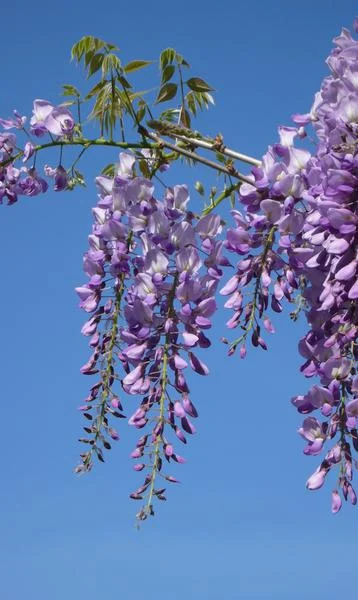 Blauregen - Wisteria sinensis