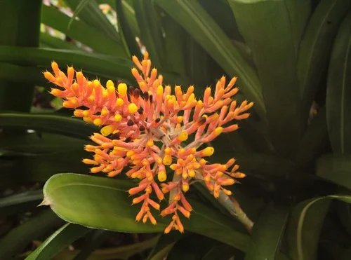 Schweif-Lanzenrosette - Aechmea caudata