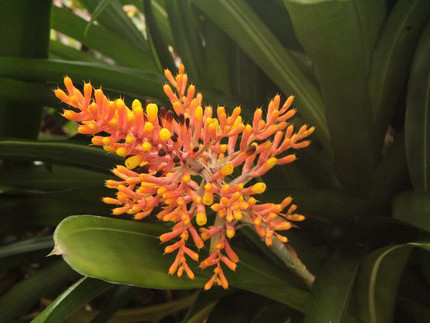 Schweif-Lanzenrosette - Aechmea caudata