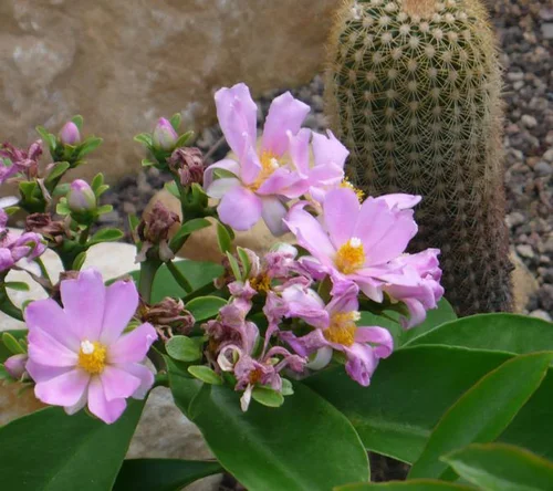 Breitblättrige Pereskie - Pereskia latifolia
