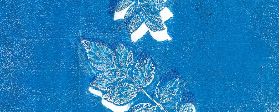 Cyanotopy leaves - 