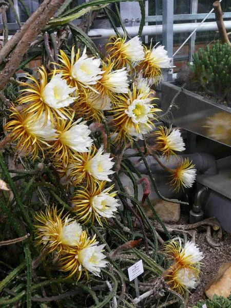 Die Königin der Nacht - Selenicereus grandiflorus