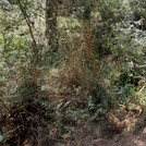 Ein roter Sandweg wird begrenzt durch üppige undurchdringliche Vegetation.