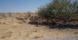 Afrikanische Antilopen suchen nach Schattenplätzen während Phasen extremer Hitze