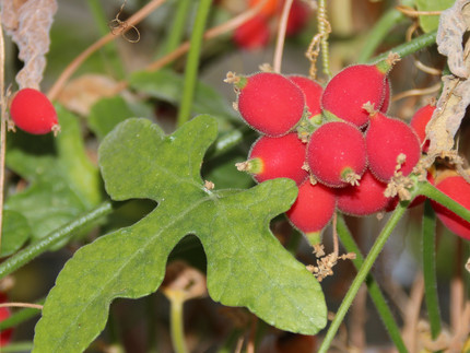 leuchtendrote Früchte von Corallocarpus grevei