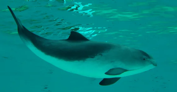 Porpoise. Photo: Wikipedia.org/Ecomare.