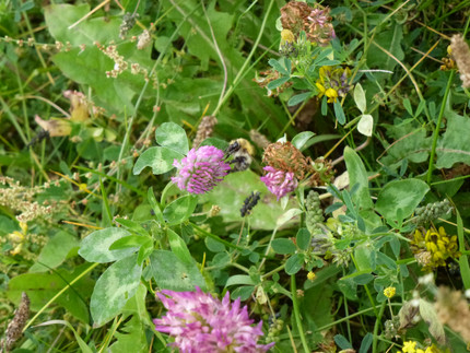 Biene auf einer Rotkleeblüte