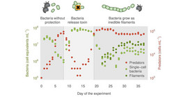 “The three phases of exceptional dynamics: (1) Predation on the unprotected bacteria by predators, (2) toxin formation as cooperative defence and recovery of the bacterial population, (3) filament formation as individual defence through evolution and stabilisation of densities”.