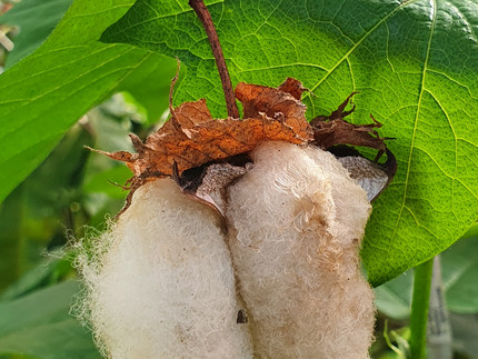 aufgebrochene Frucht der Baumwolle mit heraushängender weißen Baumwolle