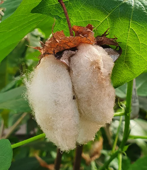 Cotton plants, genus Gossypium, develop capsule fruits that open when ripe, allowing the desired white seed hairs to emerge.