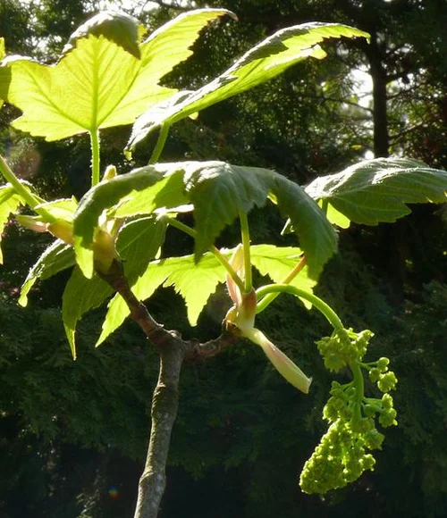 Berg-Ahorn - Acer pseudoplatanus