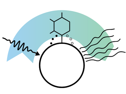 Logo Elementary Processes of Light - Driven Reactions at Nanoscale Metals