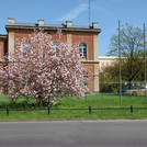 Campus Neues Palais im Frühling