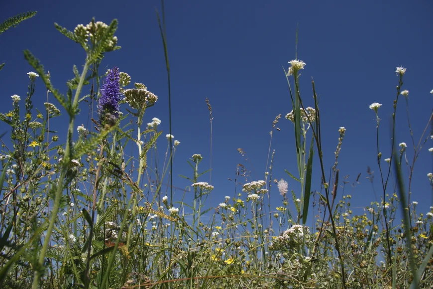 Blumenwiese