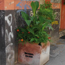 Guerilla Gardening in Berlin, Sommer 2011. Foto Ariana Neves