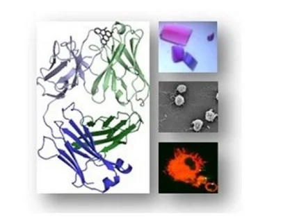 Collage aus mehreren Bilder: Proteinstrukturen und Mikroskopische Aufnahmen von Zellen