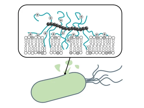 Zerstörung der äußerem Membran eines Mikroorganismus durch ein Polymer