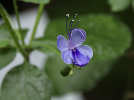 kleine hellblaue Schmetterlingsförmige Blüte