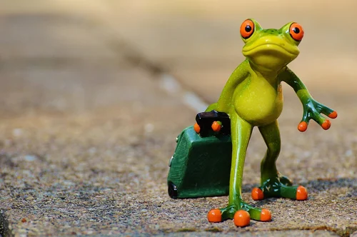 Ein Frosch geht auf die Reise