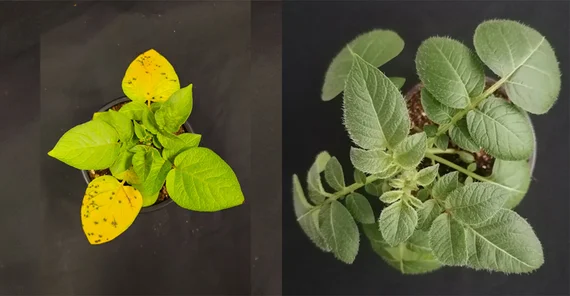 Two potato plants photographed side by side from above for comparison. The one on the left is small and has yellow leaves. The one on the right has large healthy green leaves.