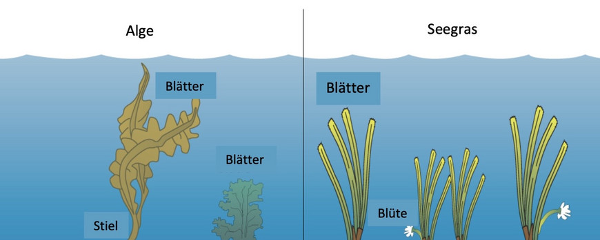Abb. 1: Alge auf der linken und Seegras auf der rechten Seite im Vergleich