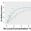 Assembly of the Hantavirus glycoproteins (Gn and Gc).