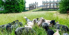 Schafe am Ehrenhof des Schlosses Sanssouci. Foto: Karla Fritze.