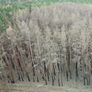 Luftbild verbrannte Baumgruppe