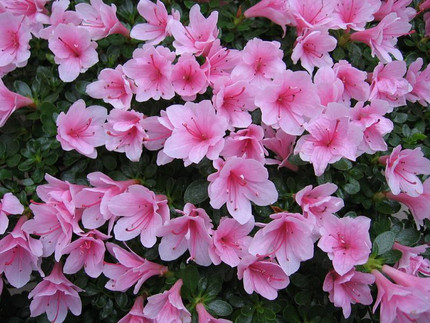Zimmerazalee - Rhododendron simsii