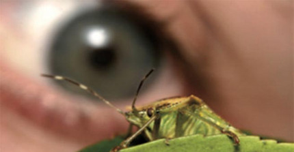 Nahaufnahme einer Heuschrecke betrachtet von einem menschlichen Auge im Hintergrund