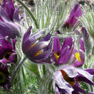 Gemeine Küchenschelle - Pulsatilla vulgaris