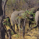 elephants browsing into trees