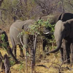 elephants browsing into trees