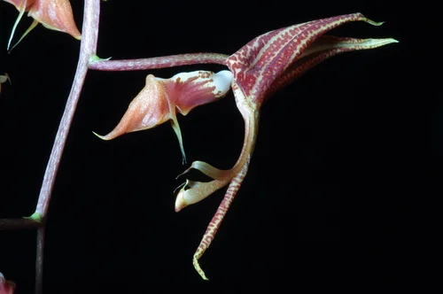 Gongora superflua