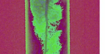 Visualisierung von Wurzelwasseraufnahmeprozessen mittels der neuartigen Kombination von "Magnet Resonance Imaging" und Neutronentomographie