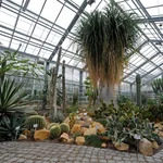 Cactus house, 2009