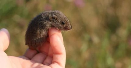 Individual LoF